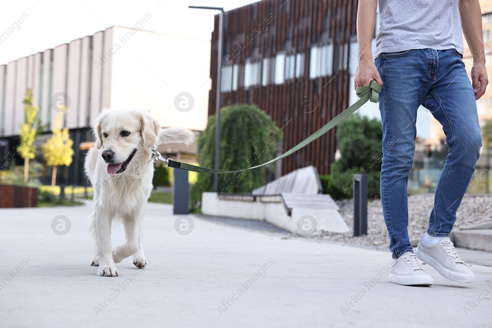 Photo of Owner walking with cute Golden Retriever dog outdoors, closeup