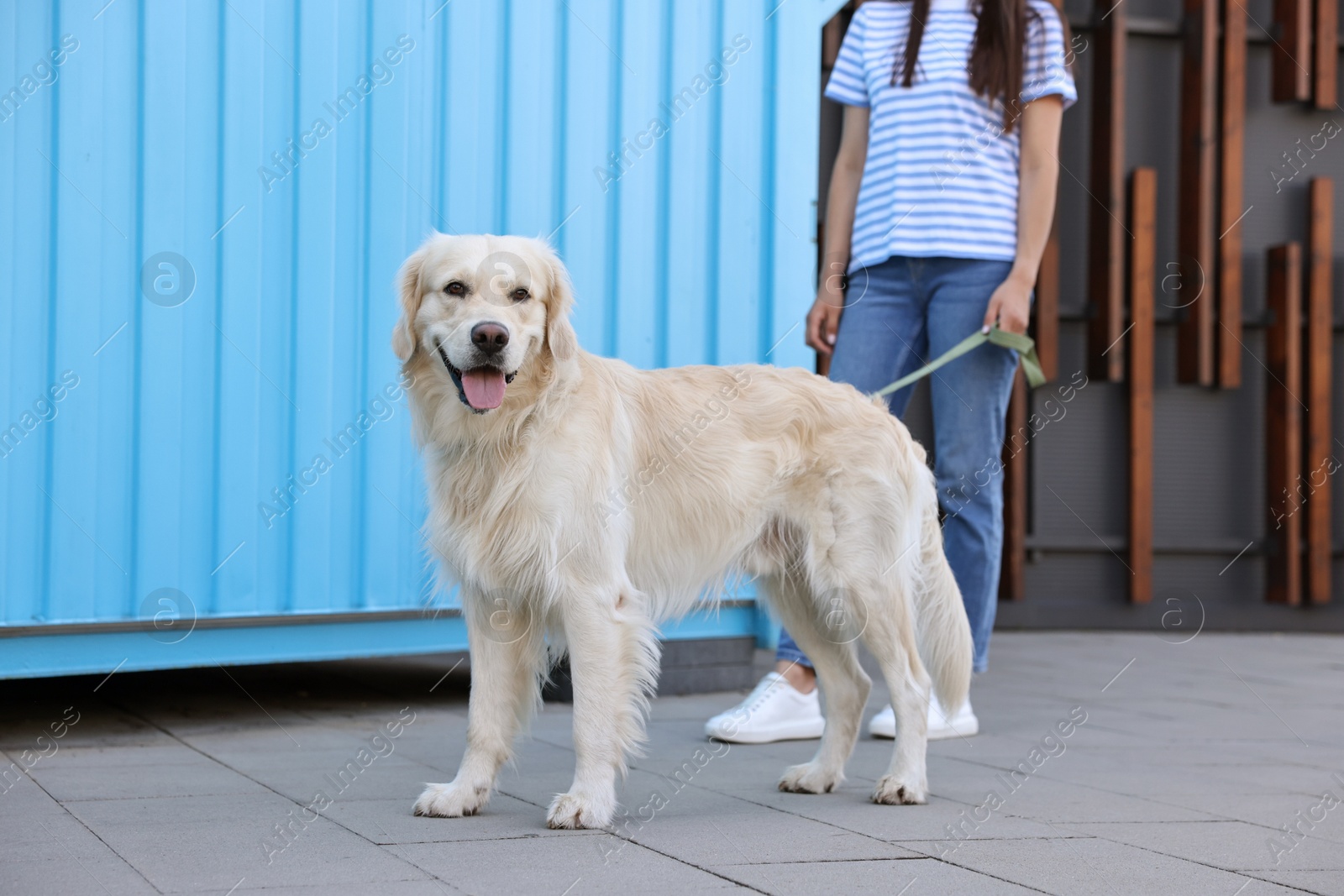 Photo of Owner walking with cute Golden Retriever dog outdoors, closeup