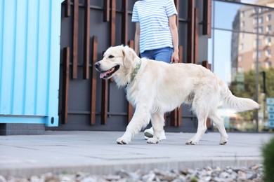 Photo of Owner walking with cute Golden Retriever dog outdoors, closeup