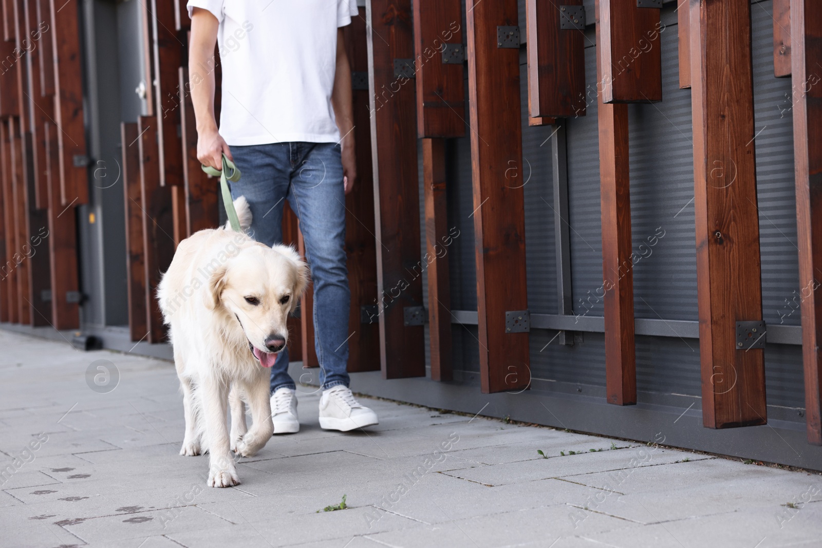 Photo of Owner walking with cute Golden Retriever dog outdoors, closeup. Space for text