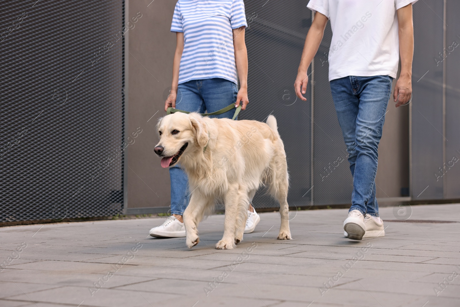 Photo of Couple walking with cute Golden Retriever dog outdoors, closeup. Space for text