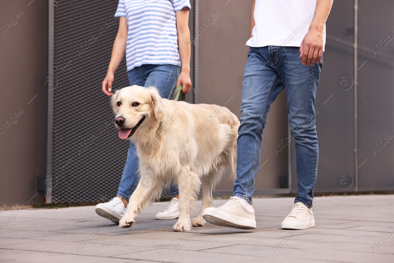 Photo of Couple walking with cute Golden Retriever dog outdoors, closeup