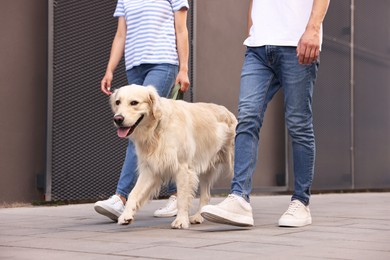 Photo of Couple walking with cute Golden Retriever dog outdoors, closeup