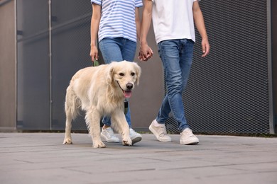 Photo of Couple walking with cute Golden Retriever dog outdoors, closeup