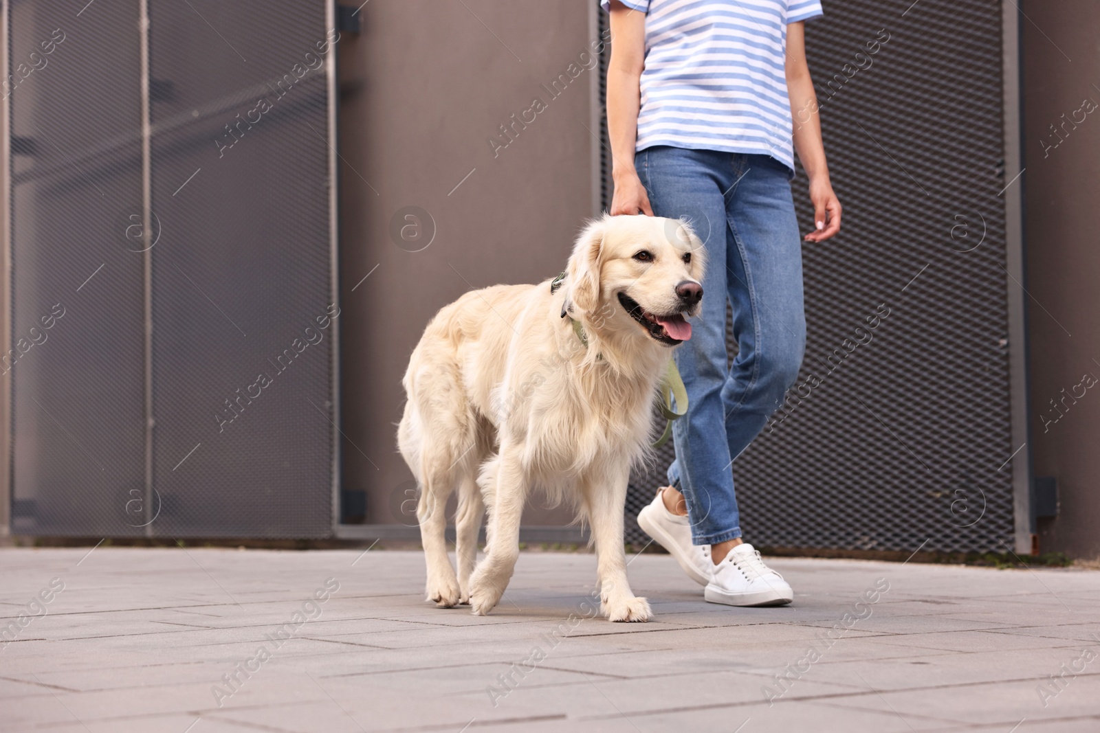 Photo of Owner walking with cute Golden Retriever dog outdoors, closeup. Space for text