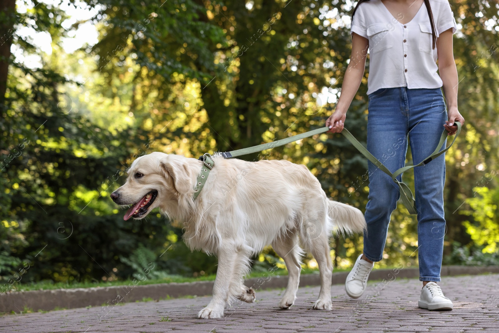 Photo of Owner walking with cute Golden Retriever dog outdoors, closeup