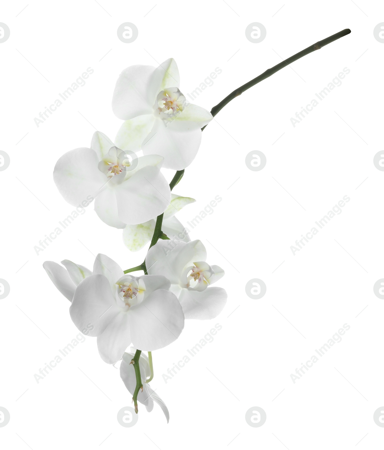 Photo of Beautiful orchid branch with flowers isolated on white