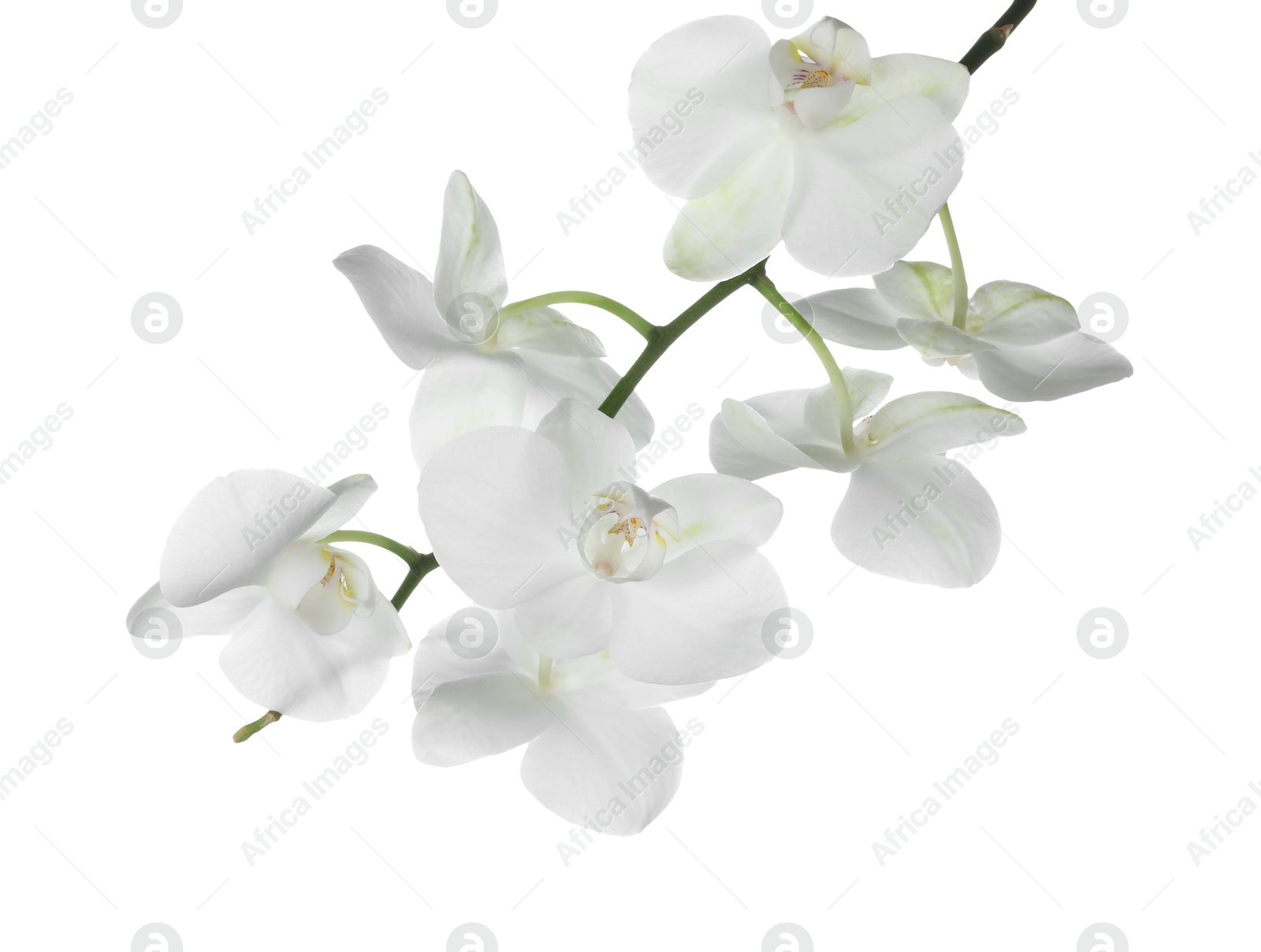 Photo of Beautiful orchid branch with flowers isolated on white