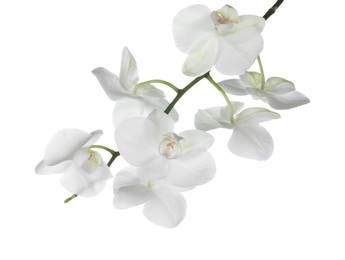 Beautiful orchid branch with flowers isolated on white