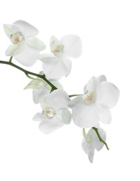 Photo of Beautiful orchid branch with flowers isolated on white