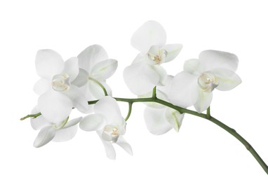 Beautiful orchid branch with flowers isolated on white