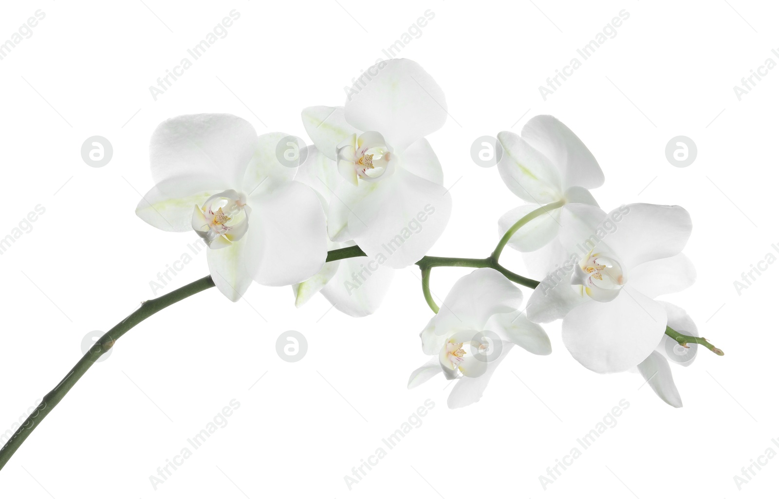 Photo of Beautiful orchid branch with flowers isolated on white