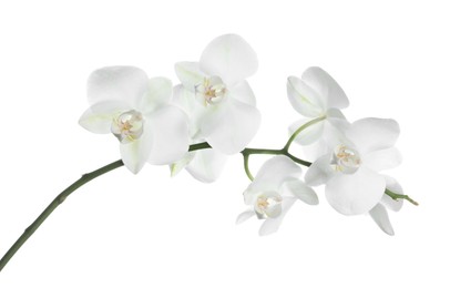 Photo of Beautiful orchid branch with flowers isolated on white