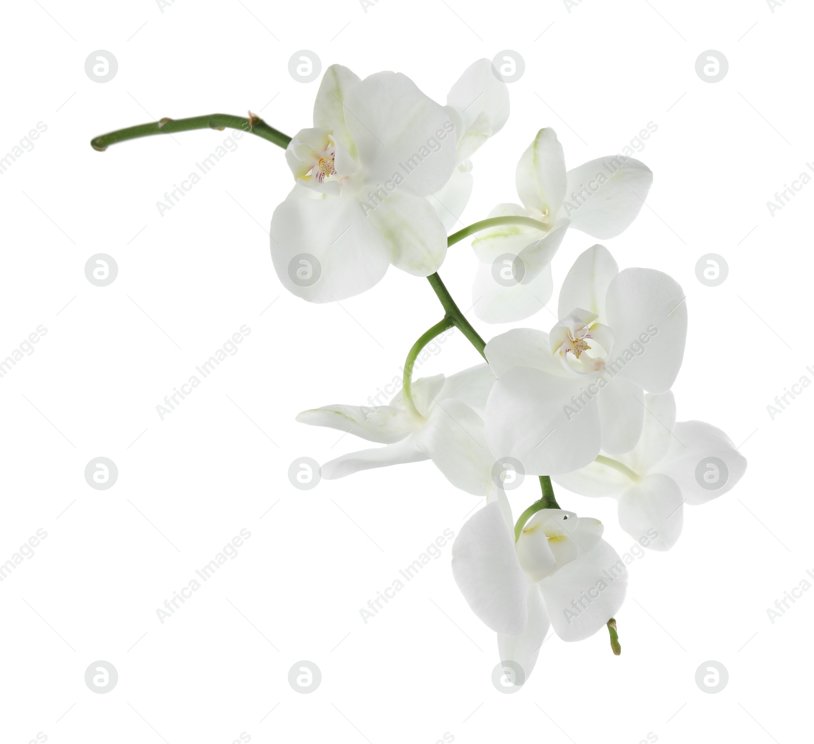 Photo of Beautiful orchid branch with flowers isolated on white