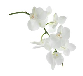 Photo of Beautiful orchid branch with flowers isolated on white