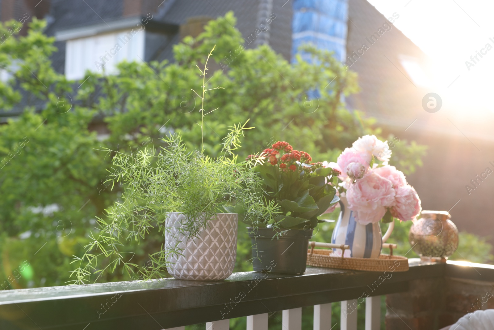 Photo of Balcony garden. Different plants on railings outdoors on sunny day