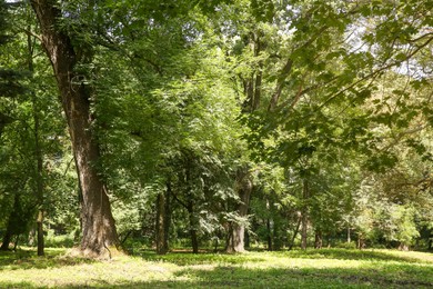 Beautiful trees with green leaves in forest