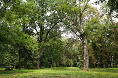 Photo of Beautiful trees with green leaves in forest