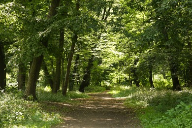 Photo of Beautiful green trees and pathway in forest