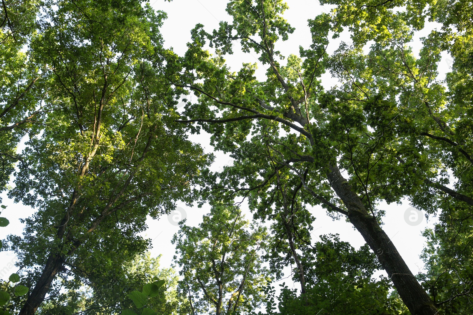 Photo of Beautiful trees with green leaves in forest, bottom view