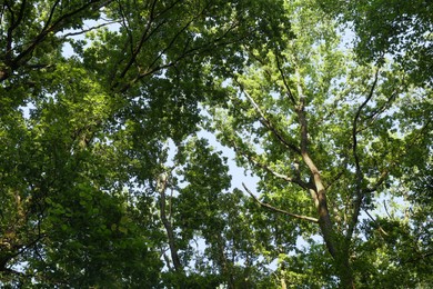 Photo of Beautiful trees with green leaves in forest, bottom view