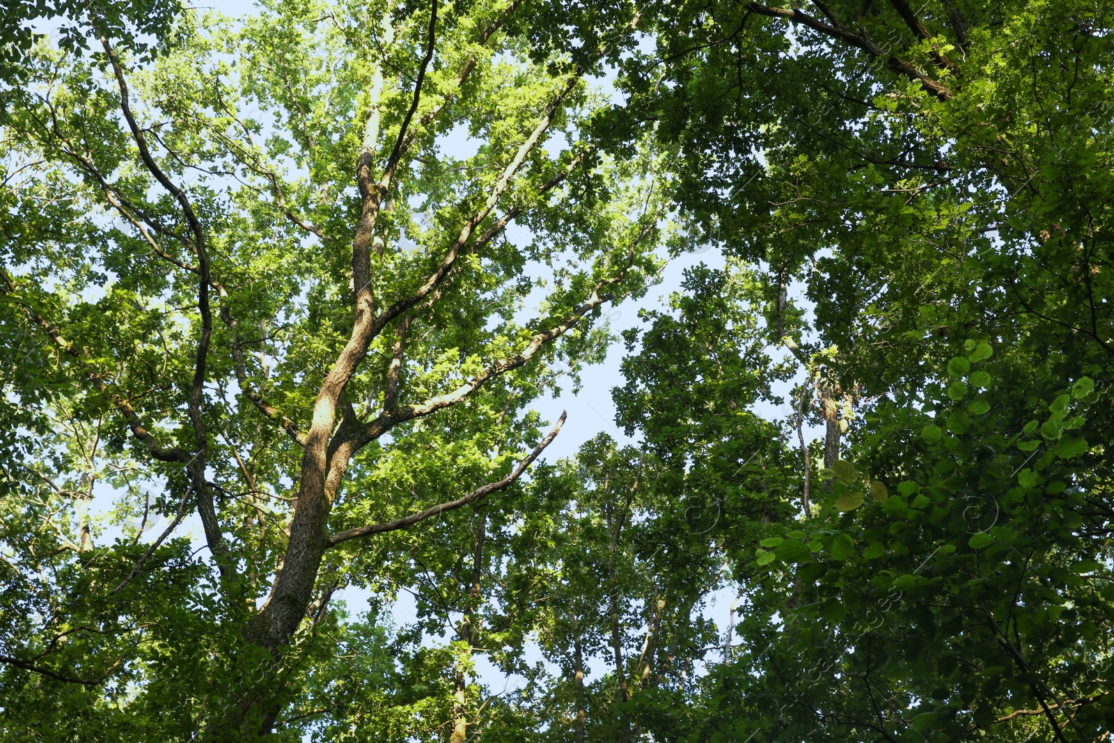 Photo of Beautiful trees with green leaves in forest, low angle view