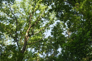 Beautiful trees with green leaves in forest, low angle view