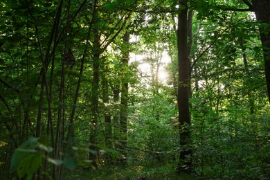 Beautiful trees with green leaves in forest