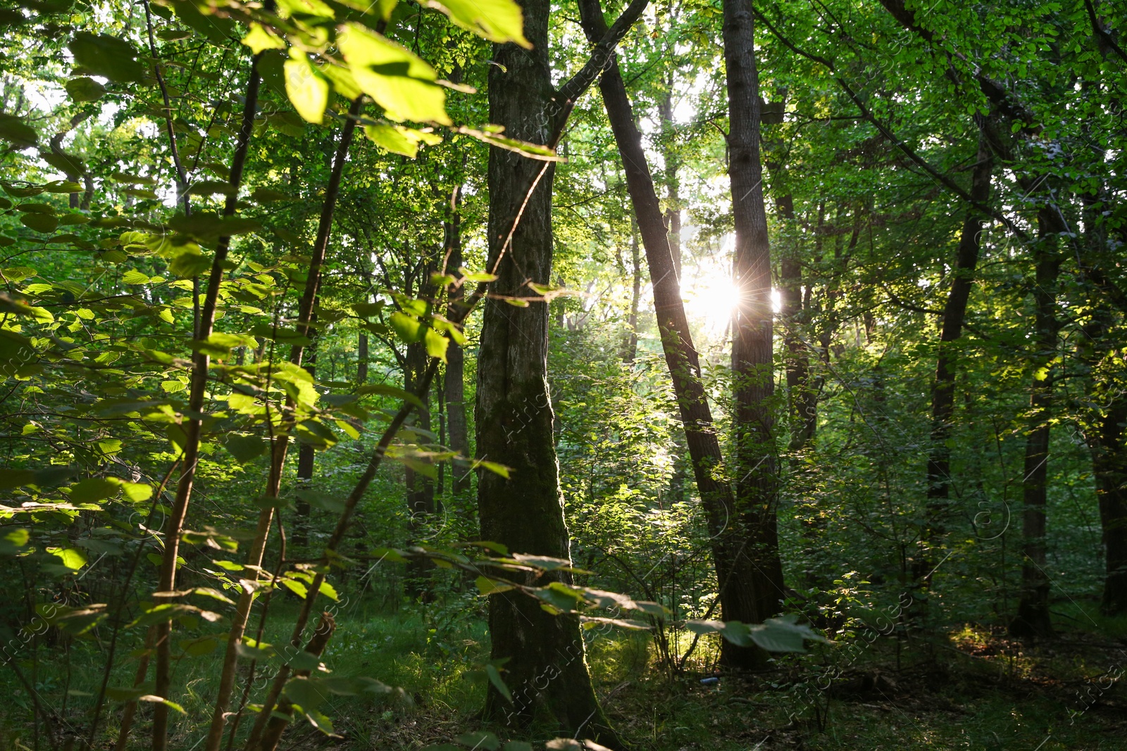 Photo of Sun shining through tree crown in forest