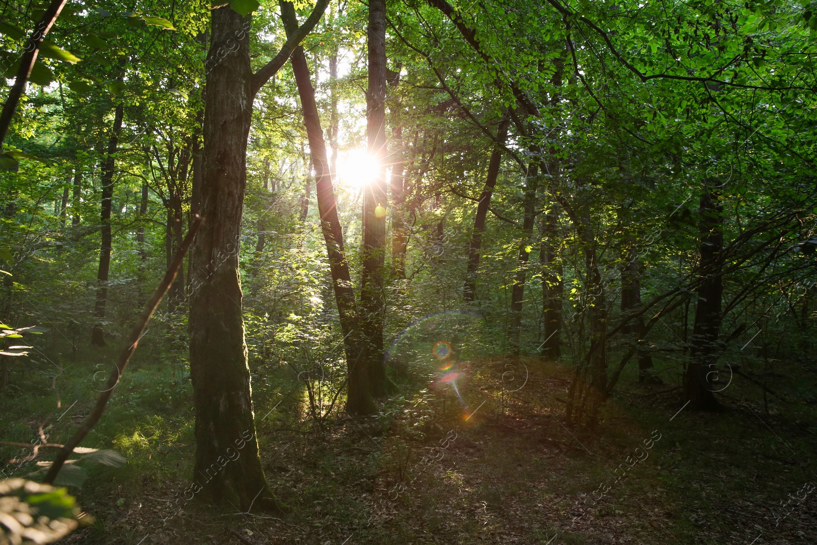 Photo of Sun shining through tree crown in forest