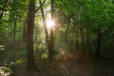 Sun shining through tree crown in forest