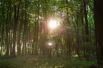 Photo of Sun shining through tree crown in forest