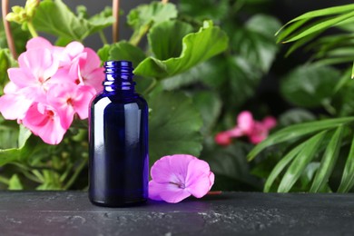 Photo of Bottle of geranium essential oil and beautiful flowers on black table. Space for text