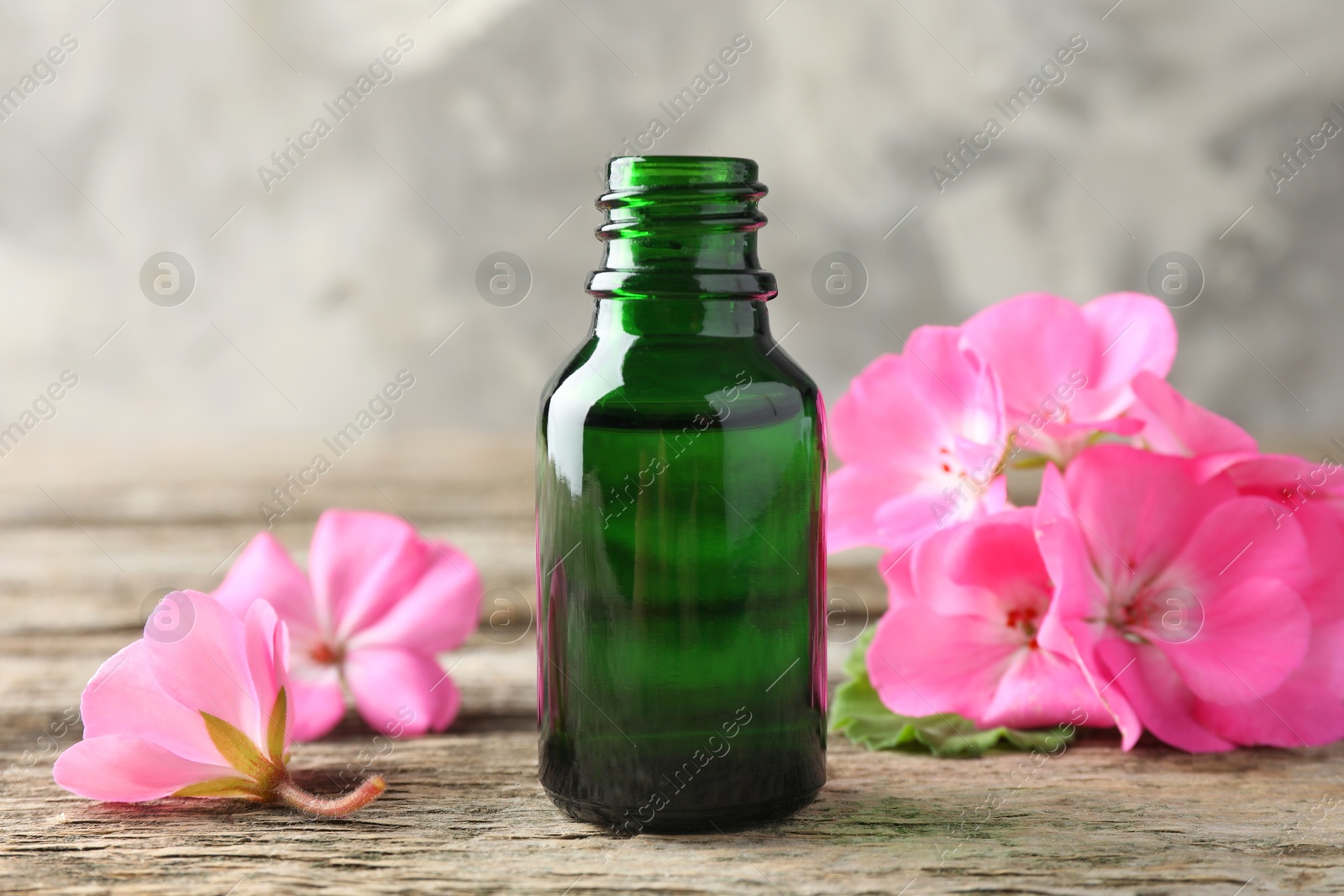 Photo of Bottle of geranium essential oil and beautiful flowers on wooden table, closeup