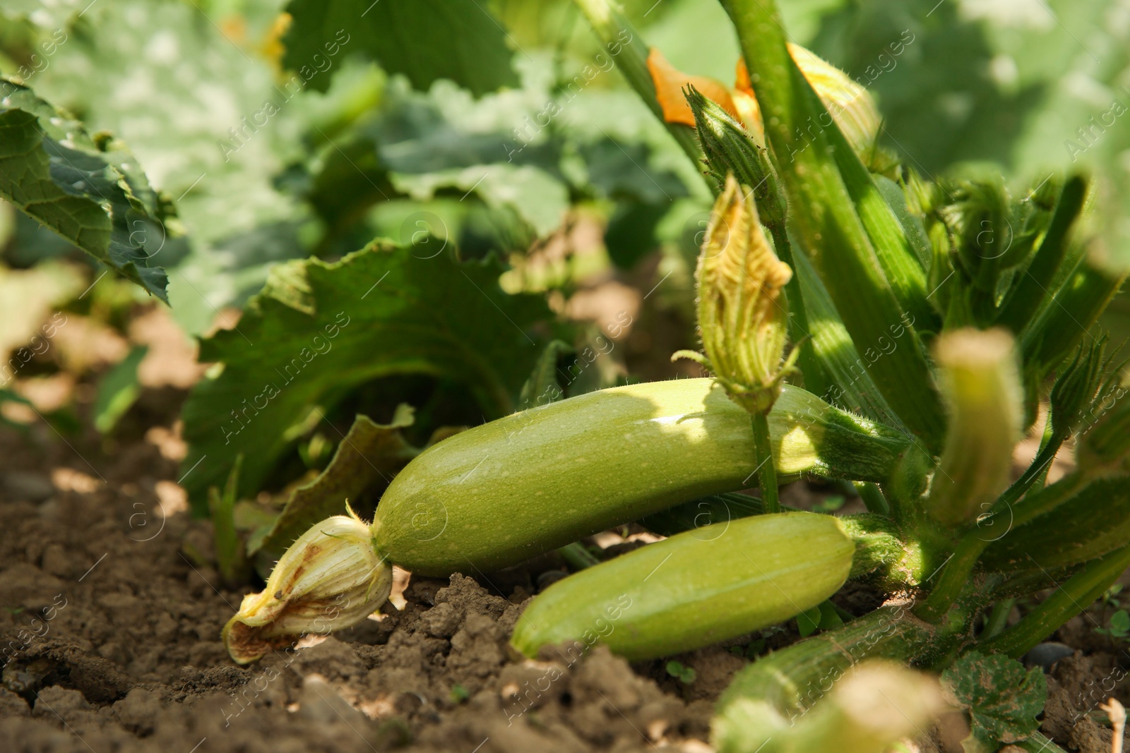 Photo of Zucchini plants with green leaves growing in field