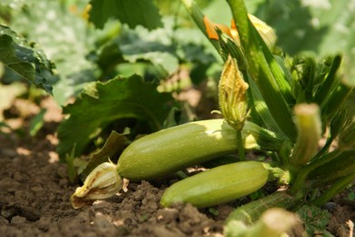 Photo of Zucchini plants with green leaves growing in field