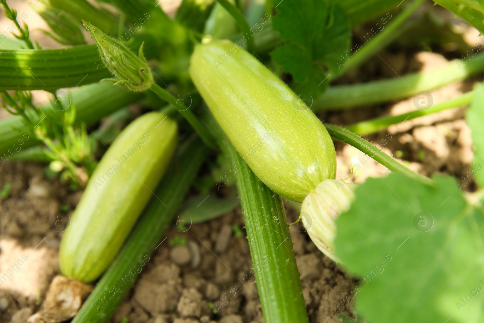 Photo of Zucchini plants with green leaves growing in field, closeup