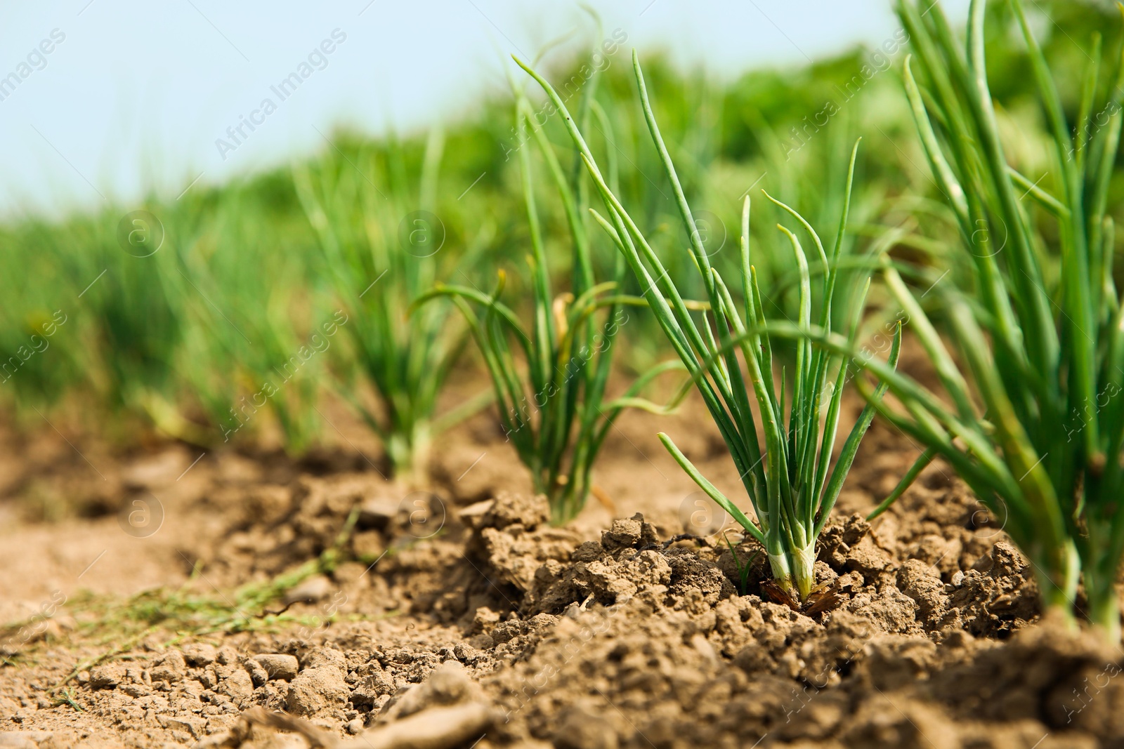 Photo of Young green onion sprouts growing in field