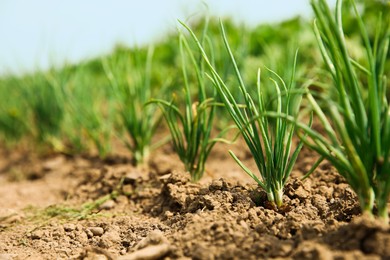 Photo of Young green onion sprouts growing in field