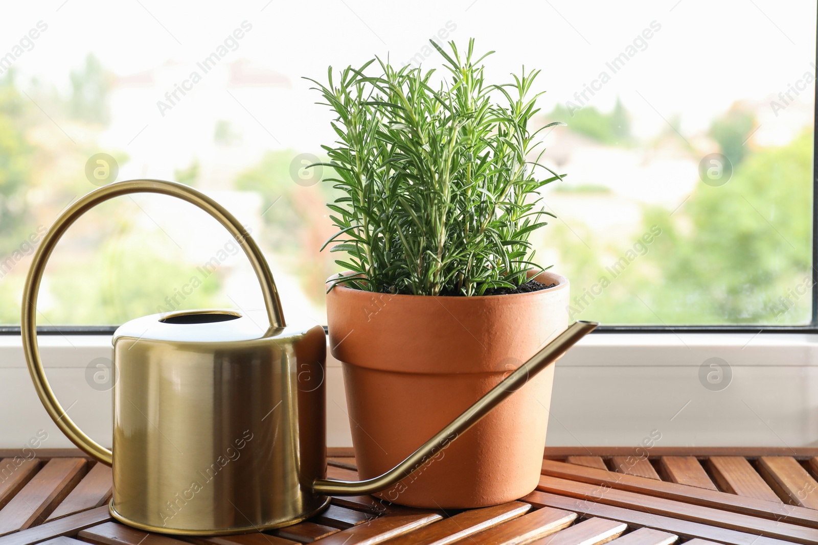 Photo of Aromatic rosemary plant in pot and watering can on wooden table near window indoors