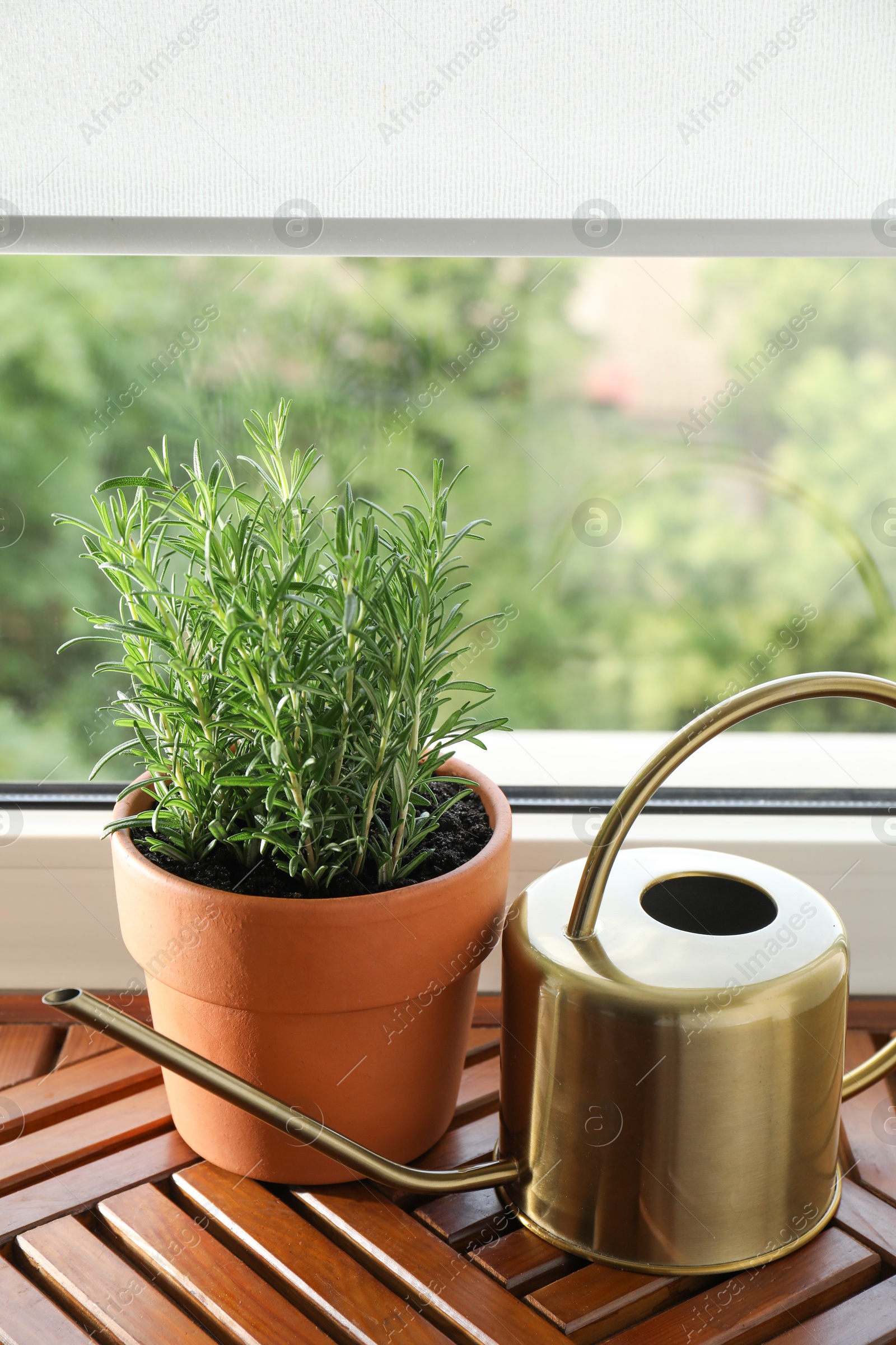 Photo of Aromatic rosemary plant in pot and watering can on wooden table near window indoors