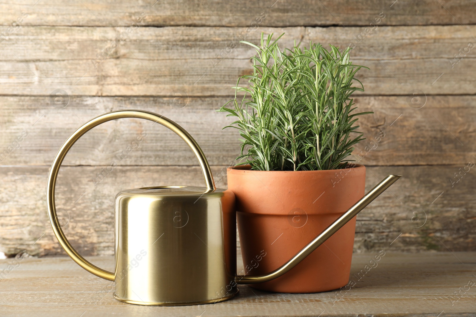 Photo of Aromatic rosemary plant in pot and watering can on wooden table