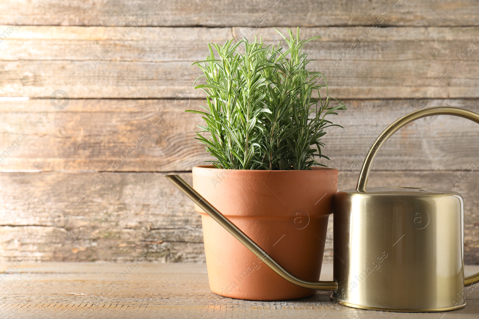 Photo of Aromatic rosemary plant in pot and watering can on wooden table, space for text