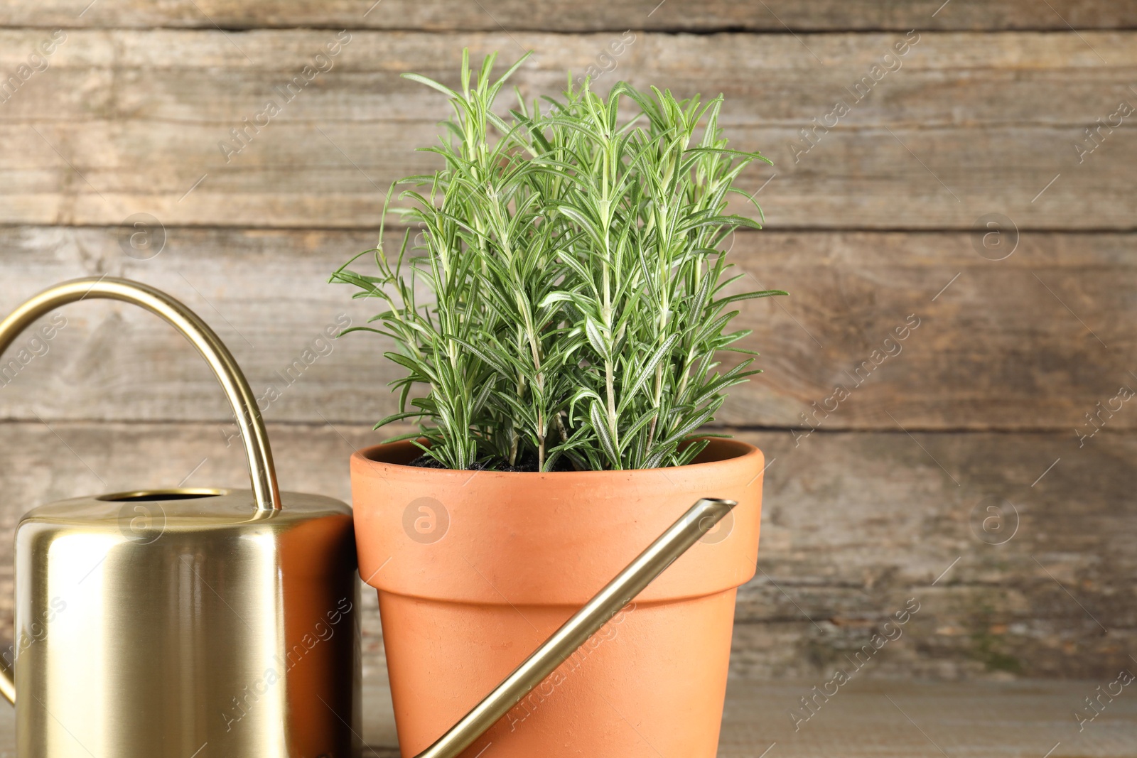 Photo of Aromatic rosemary plant in pot and watering can on table, closeup. Space for text