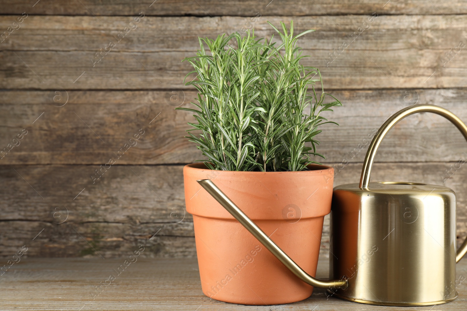 Photo of Aromatic rosemary plant in pot and watering can on wooden table, space for text