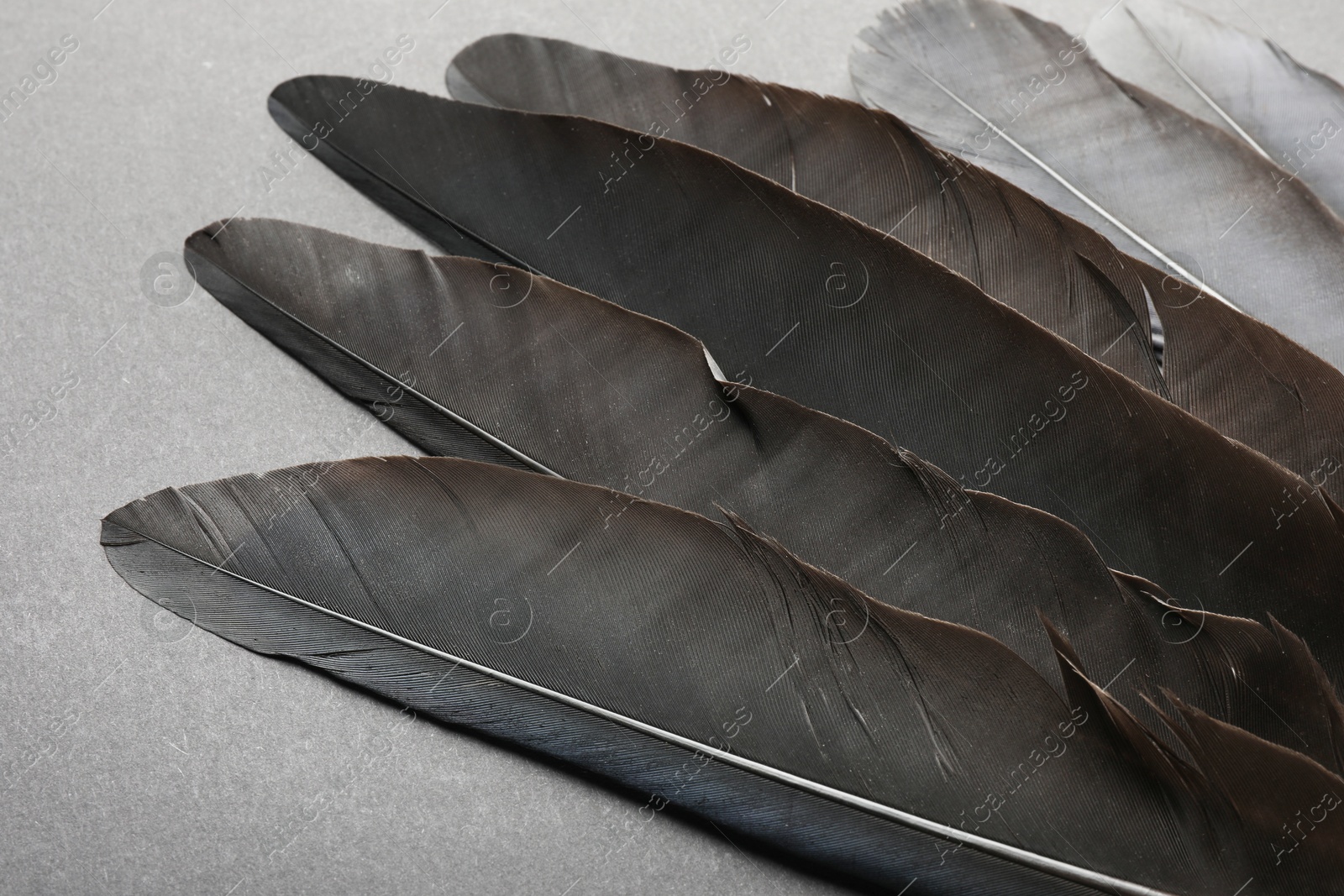 Photo of Beautiful black feathers on gray background, closeup