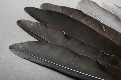 Beautiful black feathers on gray background, closeup