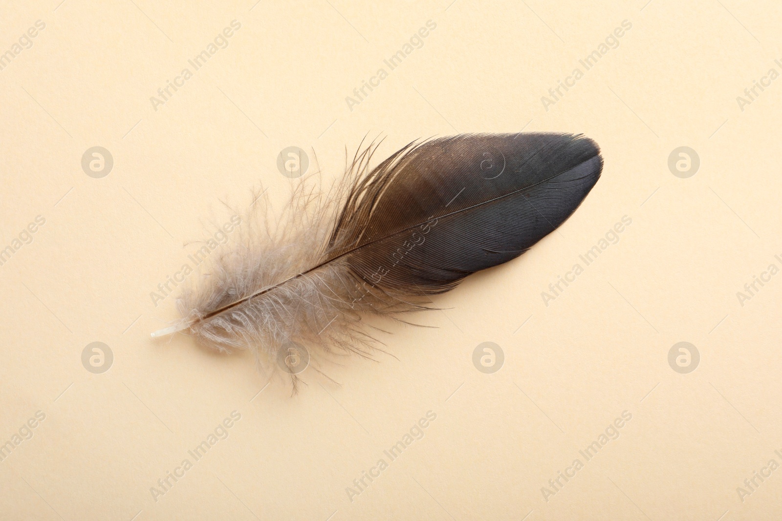 Photo of One beautiful feather on beige background, top view