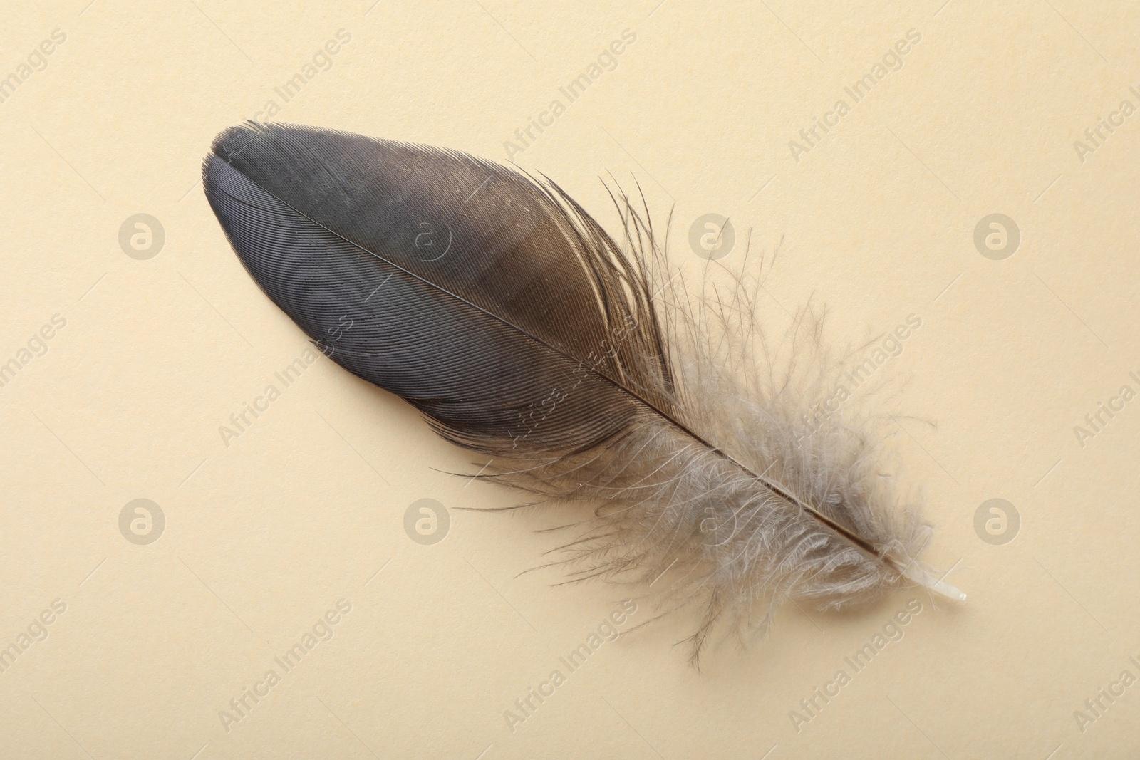 Photo of One beautiful feather on beige background, top view