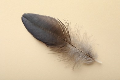 Photo of One beautiful feather on beige background, top view